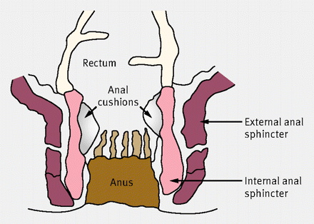 virgin anal rough